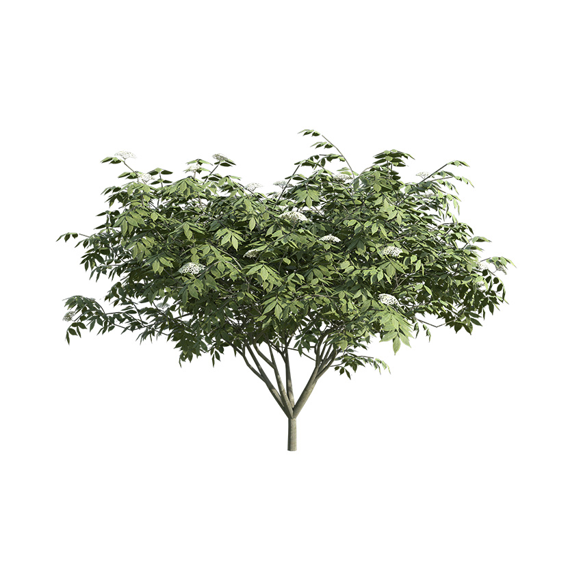 Sambucus nigra - European elder